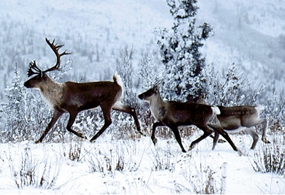 Today caribou remain one of the most abundant large mammals in the North.