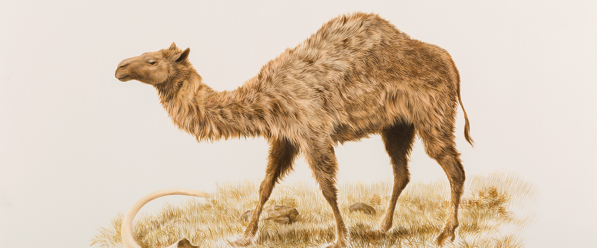 Western Camel banner