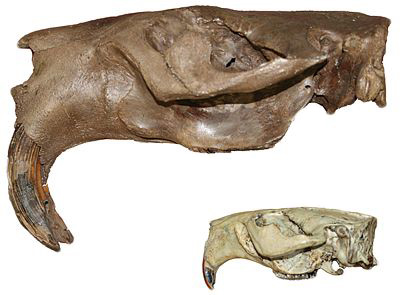 Comparison of skulls from a giant beaver and a modern beaver. Photo: Greg McDonald, U.S. National Park Service.