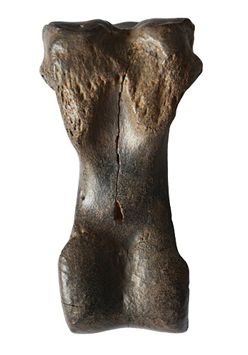 The toe bone of a giant camel. The toe bone of a giant camel.