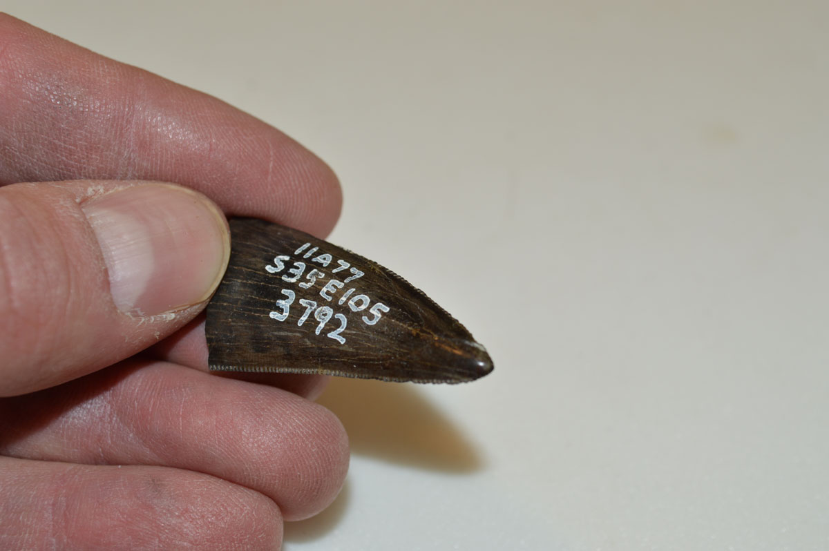 A scimitar cat canine from the Canadian Museum of Nature. A scimitar cat canine from the Canadian Museum of Nature.