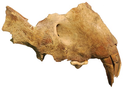 Finds like this partial lion's skull are rare. Finds like this partial lion's skull are rare.