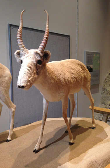 Saiga Antelope on display at YBIC.