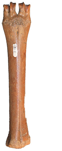 Metacarpal of a saiga antelope.