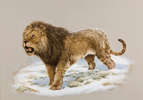 American Lion