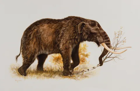 American Mastodon