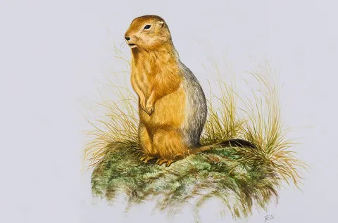 Arctic Ground Squirrel