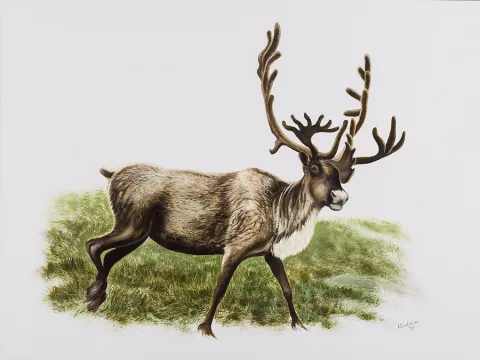 Caribou