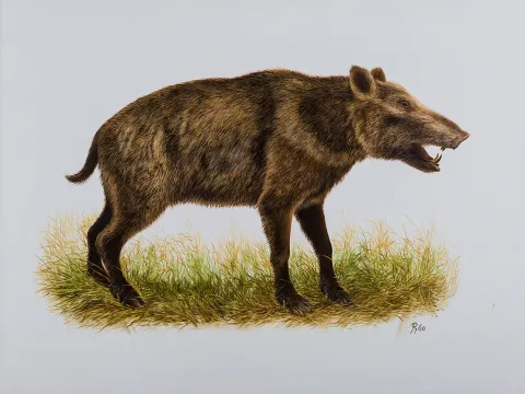 Flatheaded Peccary