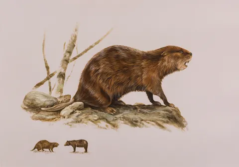 Giant Beaver