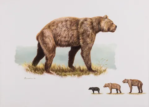 Giant Short-faced Bear