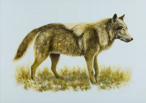 Grey Wolf
