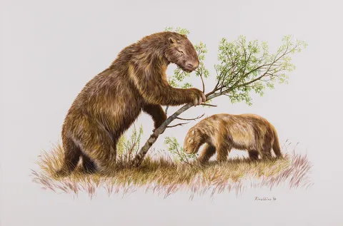 Ground Sloth