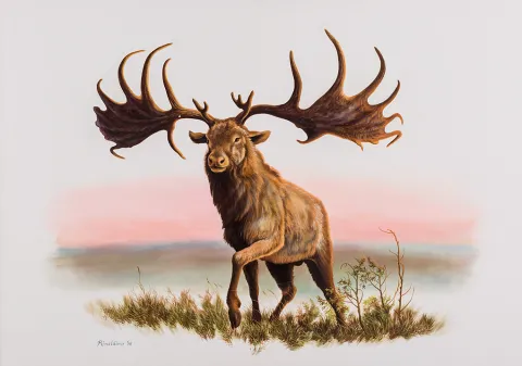 Irish Elk