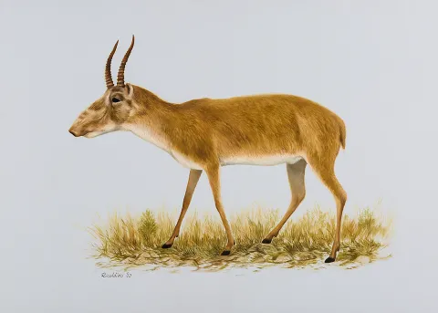 Saiga Antelope