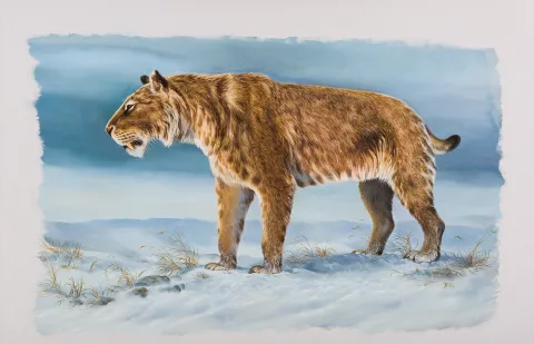 Scimitar cat