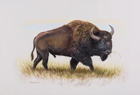 Steppe-Bison