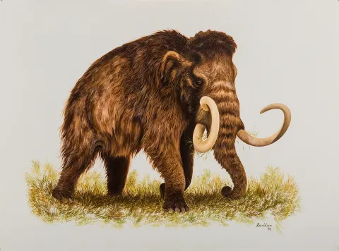Woolly Mammoth