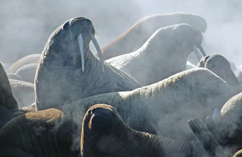 Walrus