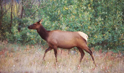 Elk and Humans 