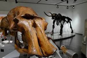 mammoth skull AND mastodon skeleton