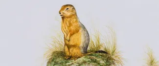 Arctic Ground Squirrel banner