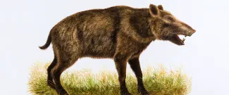 Flatheaded Peccary Banner