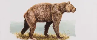 Giant Short-faced Bear banner