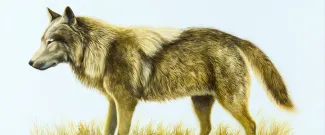 Grey Wolf banner