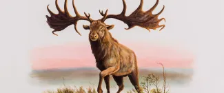 Irish Elk banner