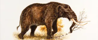 American Mastodon banner