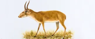 Saiga Antelope Banner