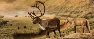 detail caribou