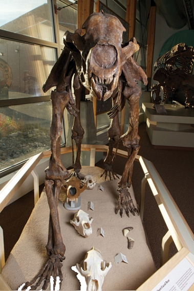 Vue de face d’un squelette d’ours à face courte exposé au Centre d’interprétation de la Béringie du Yukon.