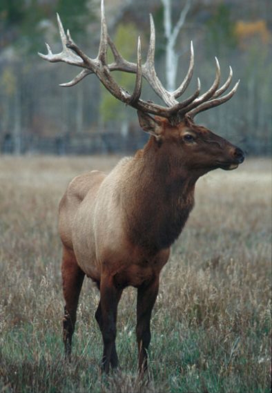 Elk remain relatively unchanged since the Ice Age.