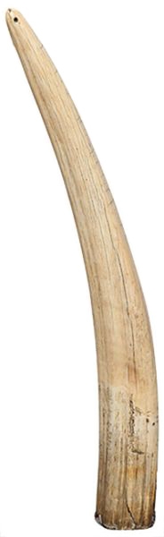 A walrus tusk. Photo: Shutterstock