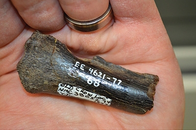 Yukon's first peccary bone, found north of Old Crow.