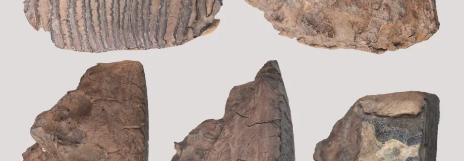 mammoth teeth