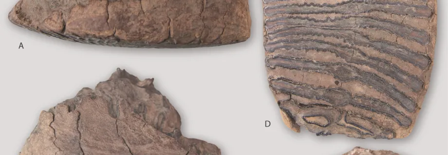mammoth teeth