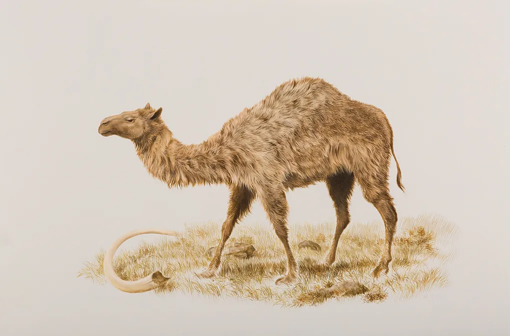 Western Camel
